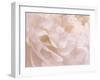 Peony Peaches and Cream III-David Pollard-Framed Art Print