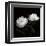 Peony Perfection I-Jeff Maihara-Framed Giclee Print