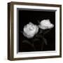 Peony Perfection I-Jeff Maihara-Framed Giclee Print