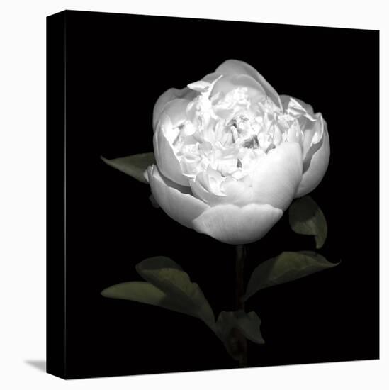 Peony Perfection II-Jeff Maihara-Stretched Canvas