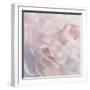 Peony Pink Blush I-David Pollard-Framed Art Print