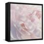 Peony Pink Blush I-David Pollard-Framed Stretched Canvas