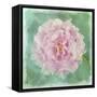 Peony Pink-Cora Niele-Framed Stretched Canvas