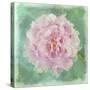 Peony Pink-Cora Niele-Stretched Canvas