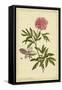 Peony, Pl. CXCIX-Phillip Miller-Framed Stretched Canvas