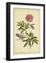 Peony, Pl. CXCIX-Phillip Miller-Framed Art Print