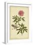 Peony, Pl. CXCIX-Phillip Miller-Framed Art Print