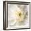 Peony Praise-Rebecca Swanson-Framed Photographic Print