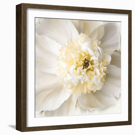 Peony Praise-Rebecca Swanson-Framed Photographic Print