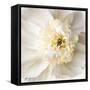 Peony Praise-Rebecca Swanson-Framed Stretched Canvas