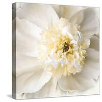 Peony Praise-Rebecca Swanson-Stretched Canvas