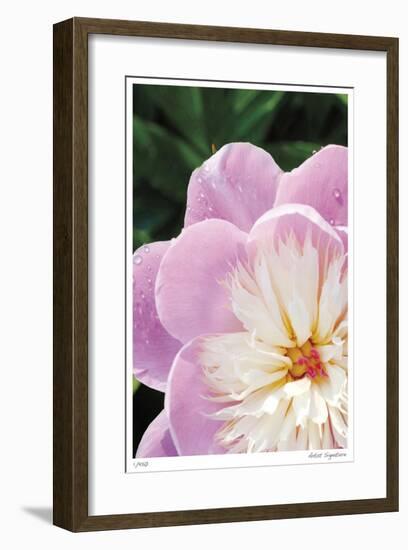 Peony Study-Stacy Bass-Framed Giclee Print