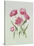 Peony Tulip-Sally Crosthwaite-Stretched Canvas