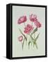 Peony Tulip-Sally Crosthwaite-Framed Stretched Canvas