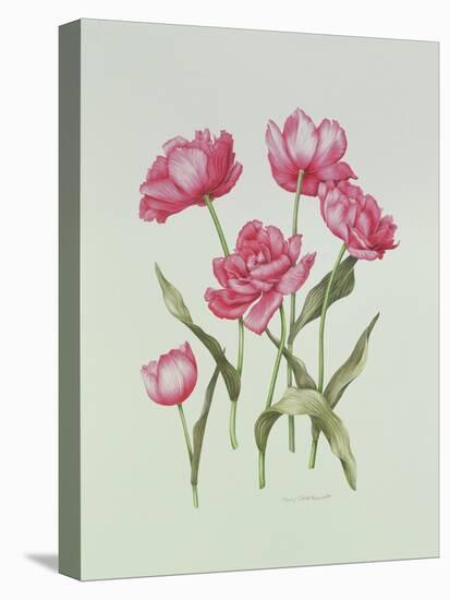 Peony Tulip-Sally Crosthwaite-Stretched Canvas