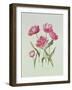 Peony Tulip-Sally Crosthwaite-Framed Giclee Print