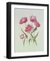 Peony Tulip-Sally Crosthwaite-Framed Giclee Print