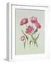 Peony Tulip-Sally Crosthwaite-Framed Giclee Print