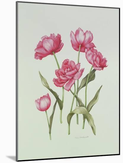 Peony Tulip-Sally Crosthwaite-Mounted Giclee Print