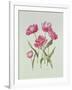 Peony Tulip-Sally Crosthwaite-Framed Giclee Print