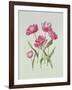 Peony Tulip-Sally Crosthwaite-Framed Giclee Print