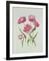 Peony Tulip-Sally Crosthwaite-Framed Giclee Print