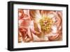 Peony Two-Diane Poinski-Framed Giclee Print