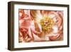 Peony Two-Diane Poinski-Framed Giclee Print