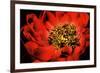 Peony V-Christine Zalewski-Framed Premium Giclee Print