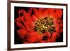 Peony V-Christine Zalewski-Framed Premium Giclee Print