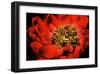 Peony V-Christine Zalewski-Framed Art Print