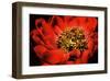 Peony V-Christine Zalewski-Framed Art Print