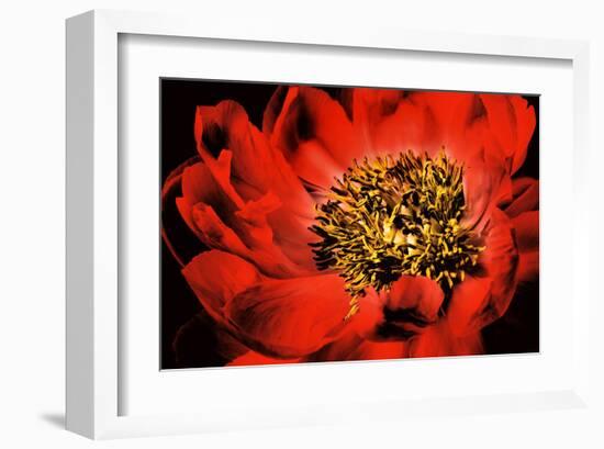 Peony V-Christine Zalewski-Framed Art Print