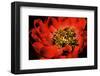 Peony V-Christine Zalewski-Framed Art Print