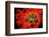 Peony V-Christine Zalewski-Framed Art Print