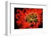 Peony V-Christine Zalewski-Framed Art Print