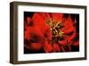 Peony VI-Christine Zalewski-Framed Art Print