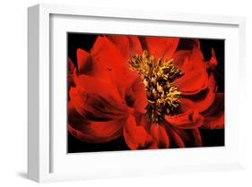 Peony VI-Christine Zalewski-Framed Art Print