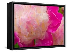 Peony with Raindrops, Olympic Peninsula, Washington, USA-Darrell Gulin-Framed Stretched Canvas