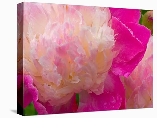 Peony with Raindrops, Olympic Peninsula, Washington, USA-Darrell Gulin-Stretched Canvas