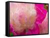 Peony with Raindrops, Olympic Peninsula, Washington, USA-Darrell Gulin-Framed Stretched Canvas