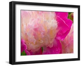 Peony with Raindrops, Olympic Peninsula, Washington, USA-Darrell Gulin-Framed Premium Photographic Print