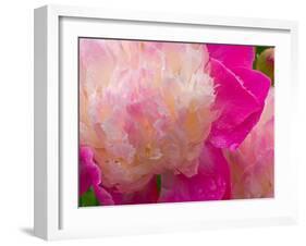 Peony with Raindrops, Olympic Peninsula, Washington, USA-Darrell Gulin-Framed Premium Photographic Print