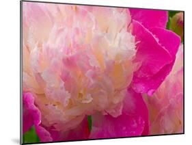 Peony with Raindrops, Olympic Peninsula, Washington, USA-Darrell Gulin-Mounted Premium Photographic Print