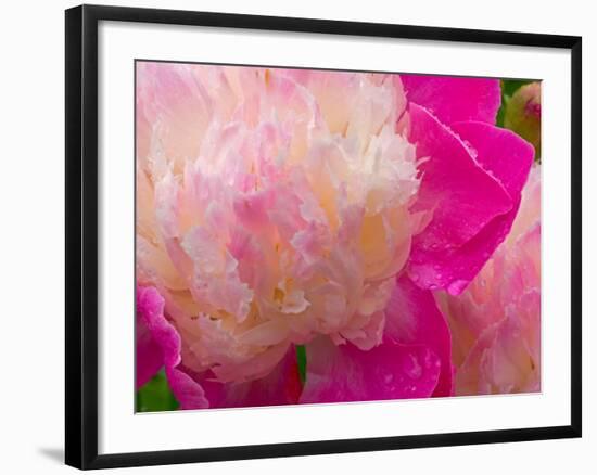 Peony with Raindrops, Olympic Peninsula, Washington, USA-Darrell Gulin-Framed Photographic Print