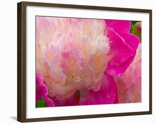 Peony with Raindrops, Olympic Peninsula, Washington, USA-Darrell Gulin-Framed Photographic Print