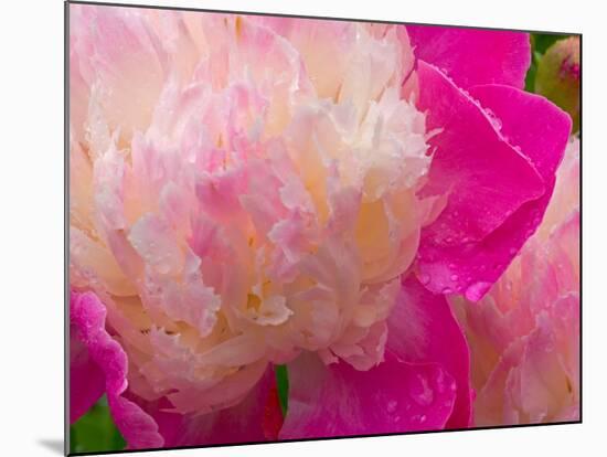 Peony with Raindrops, Olympic Peninsula, Washington, USA-Darrell Gulin-Mounted Photographic Print