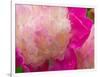 Peony with Raindrops, Olympic Peninsula, Washington, USA-Darrell Gulin-Framed Photographic Print