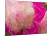 Peony with Raindrops, Olympic Peninsula, Washington, USA-Darrell Gulin-Mounted Photographic Print