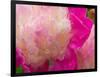 Peony with Raindrops, Olympic Peninsula, Washington, USA-Darrell Gulin-Framed Photographic Print